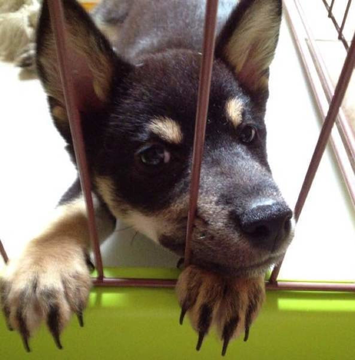 伸びすぎるとケガすることも 愛犬の爪のケア これが正解 いぬのきもちweb Magazine 伸びすぎるとケガすることも 愛犬の爪のケア これが正解 いぬのきもちweb Magazine
