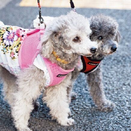 コクアには毎日卒業犬と飼い主さんが遊びに来てくれます。４年前にコクアを卒業したソフィアちゃん（手前）とオリビアちゃん（奥）も遊びに来ました
