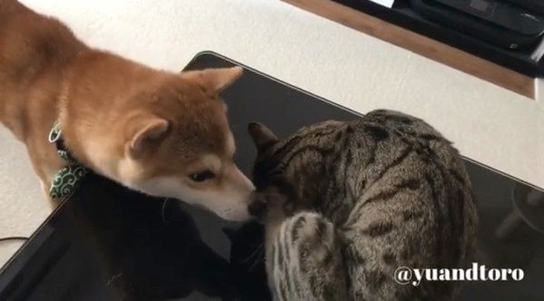 頭を掻くとろくん