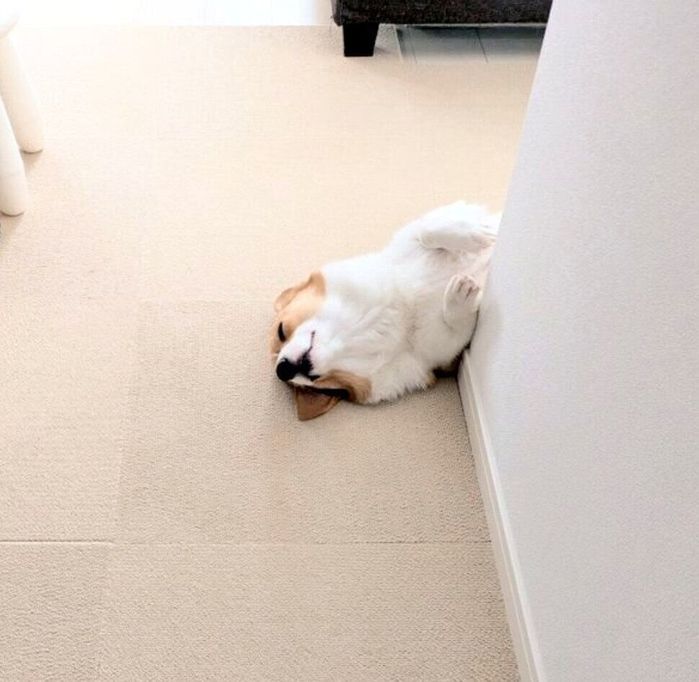 眠ってしまったこまちちゃん