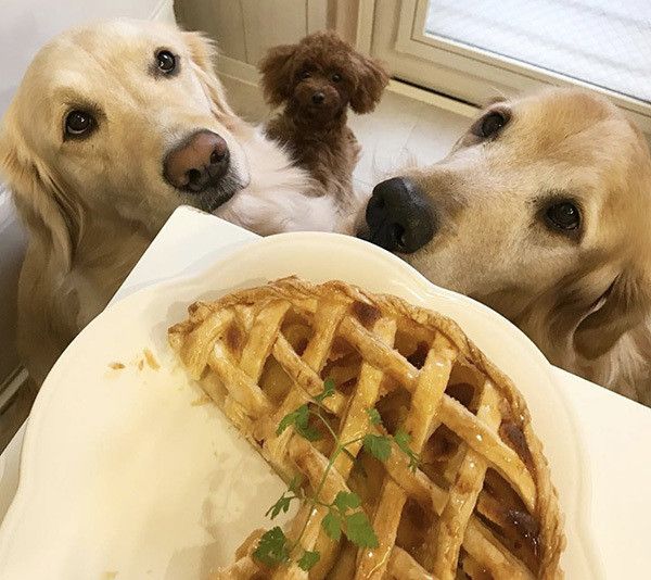 トイ・プードルとゴールデン・レトリーバー