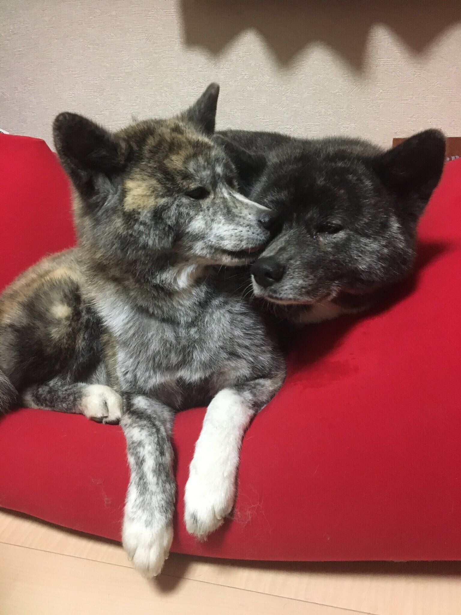 仲よく寄り添う愛犬たち