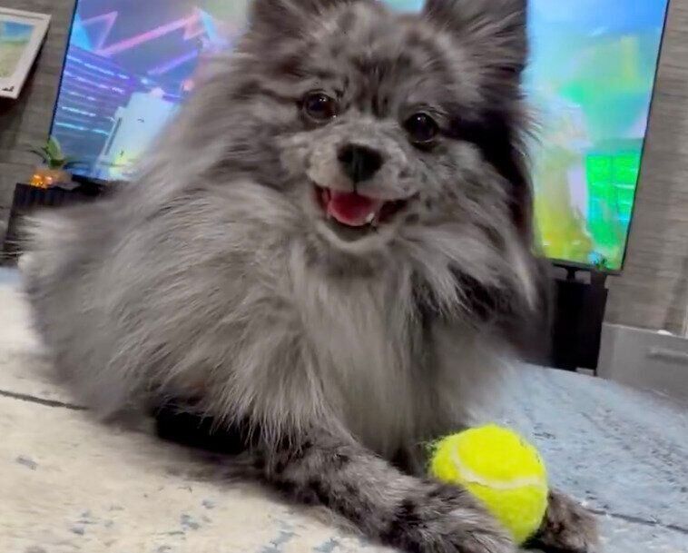 ボール遊びをするさくらちゃん