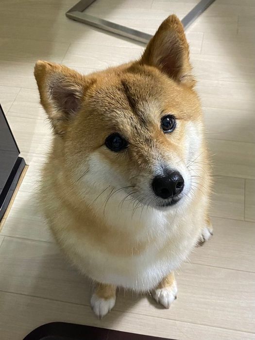 座って飼い主を見上げる犬