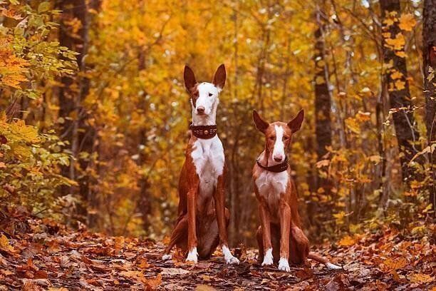 森に立つ2頭のイビザン・ハウンド