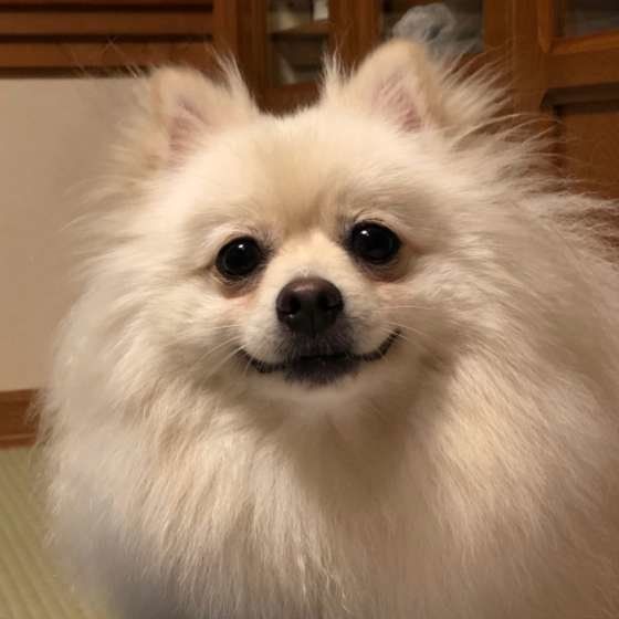 ポメラニアン