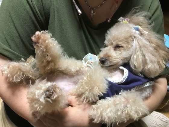 ぴかちゃん、抱っこのまま爆睡中