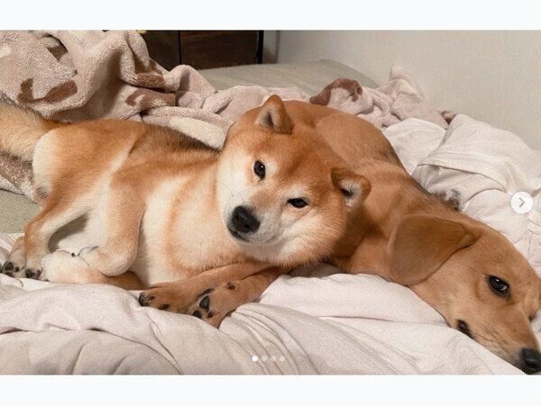 仲良く寄り添うあんずちゃん、こてつくん