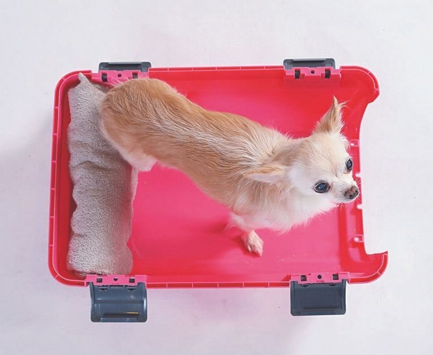 意外と知らない 愛犬にちょうどいいおやすみグッズの選び方 いぬのきもちweb Magazine 意外と知らない 愛犬にちょうどいいおやすみグッズの選び方 いぬのきもちweb Magazine
