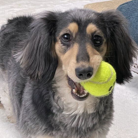 犬がウンチを食べるのはなぜ？ 犬が食糞をする理由と対策 いぬのきもち