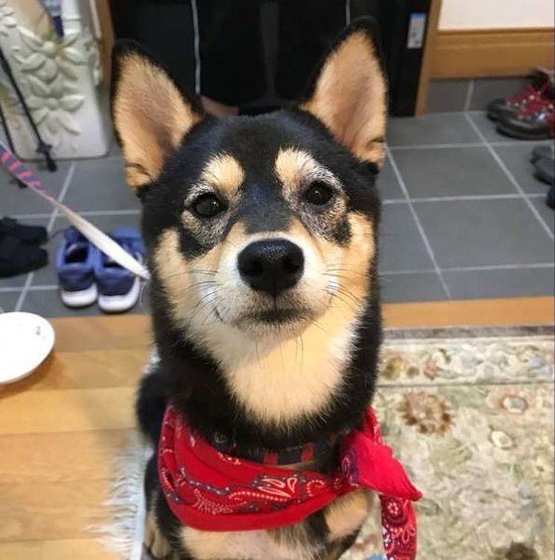 犬の 認知症 なりやすい犬種 発症年齢はいつ頃か知ってる いぬのきもちweb Magazine 犬の 認知症 なりやすい犬種 発症年齢はいつ頃か知ってる いぬのきもちweb Magazine