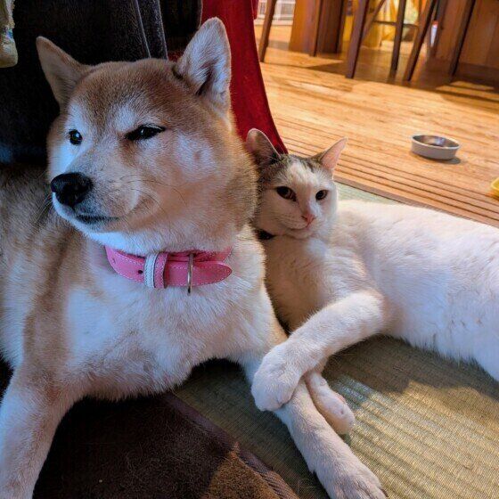 仲良く寄り添う犬と猫