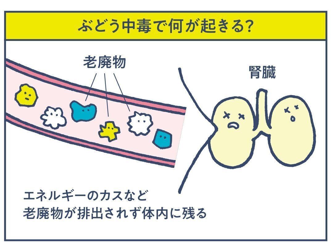 腎臓では血液中の老廃物を取り除き尿として排出していますが、ぶどう中毒を起こすと老廃物が体内に残ってしまいます。尿毒症を発症することも