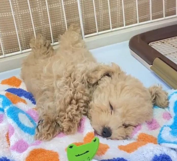 寝ているトイ・プードル