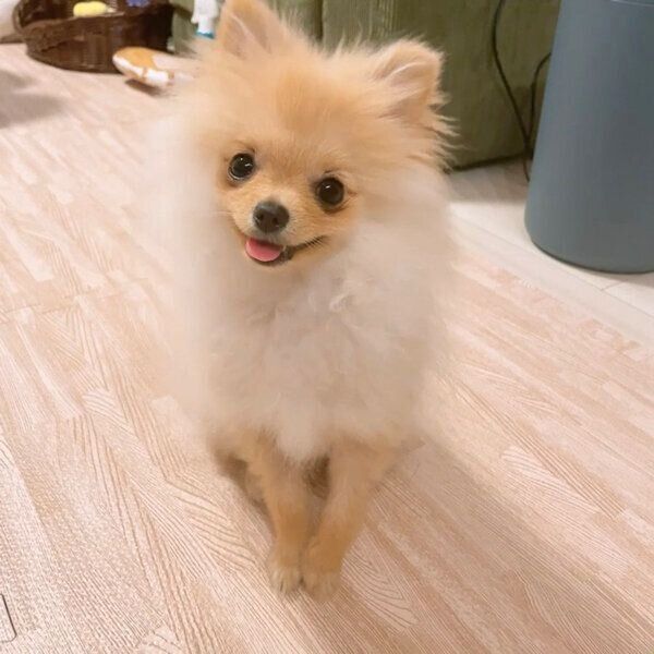 笑顔が可愛いテディちゃん