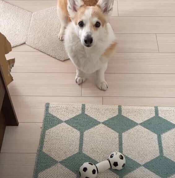 遊んでアピールをするコーギー