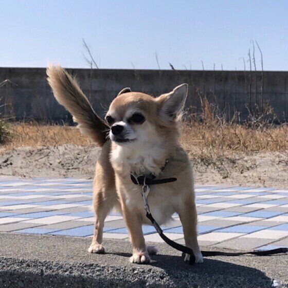 犬が「しっぽをブンブンと振る」のはどうして?振り方に違いはあるの?|いぬのきもちWEB MAGAZINE 犬が「しっぽをブンブンと振る」のはどうして?振り方に違いはあるの?|いぬのきもちWEB MAGAZINE