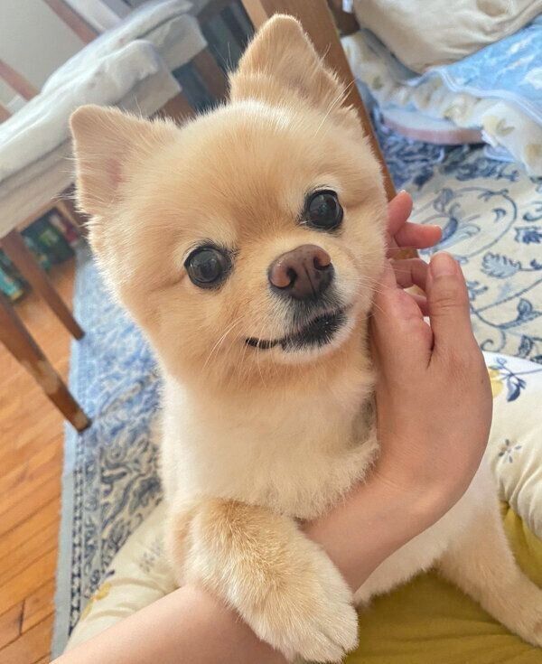 飼い主さんの手をギュッとするふーちゃん