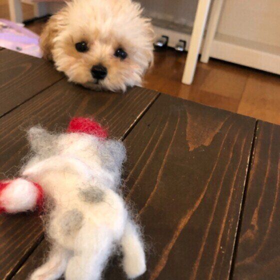 テーブルの上の物を見つめる犬（トイ・プードル、オス）