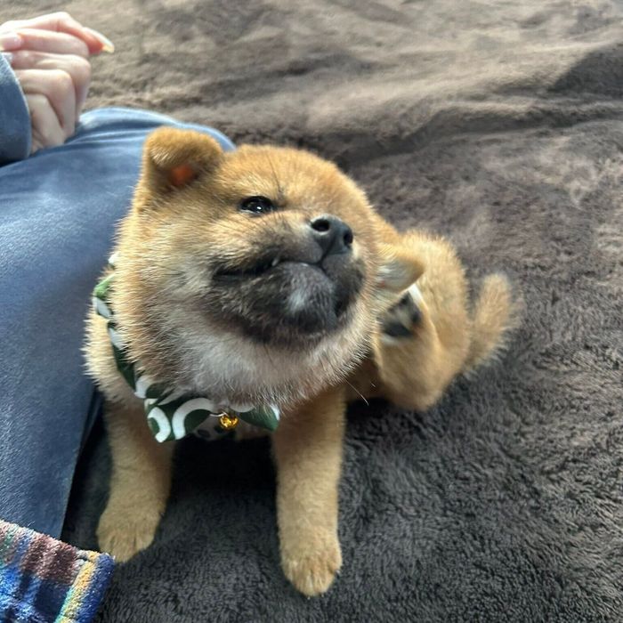 お迎えしたばかりの時期のむぎちゃん