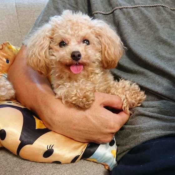 飼い主さんに寄り添うトイ・プードル