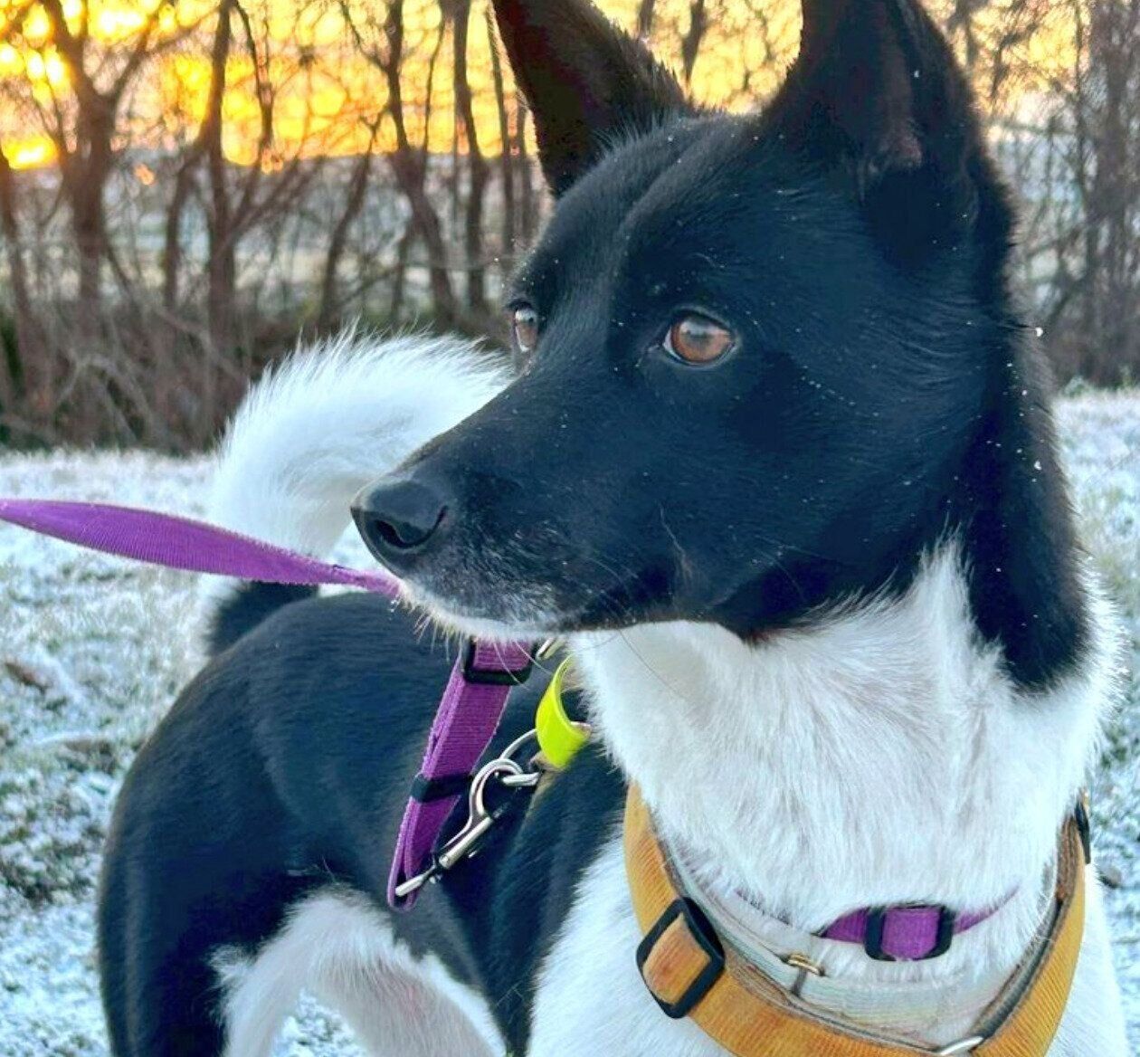 散歩をする麦ちゃん