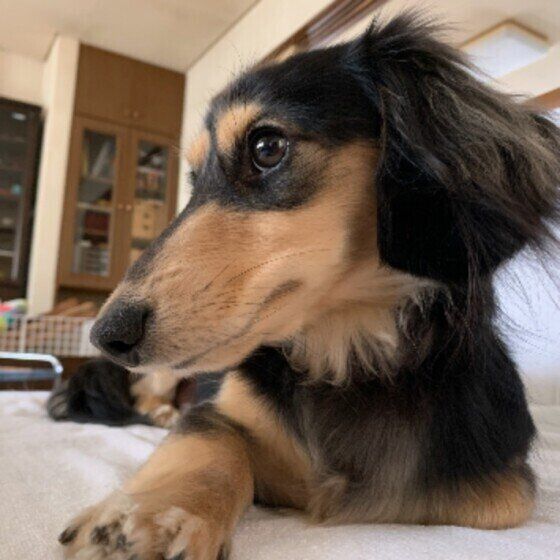 ミニチュア・ダックスフンドのもさくちゃん