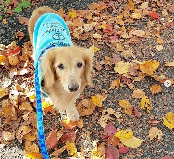 元繁殖犬・伶音ちゃん