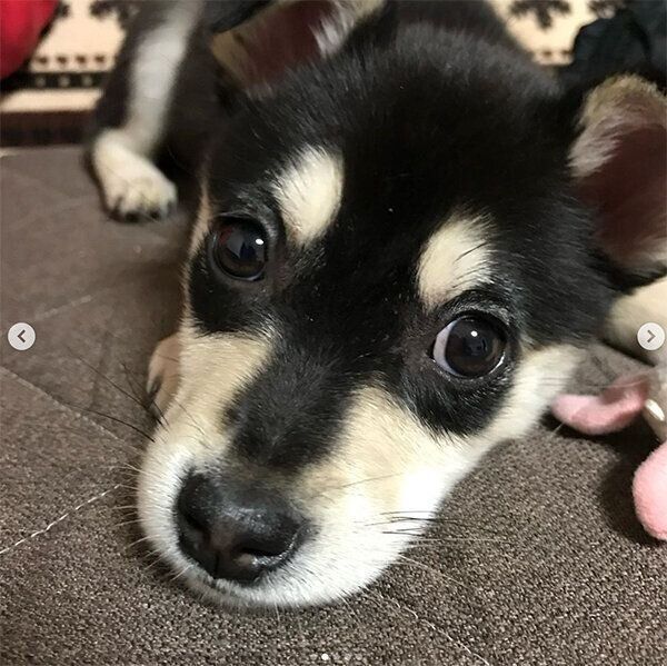 見つめるまろちゃん