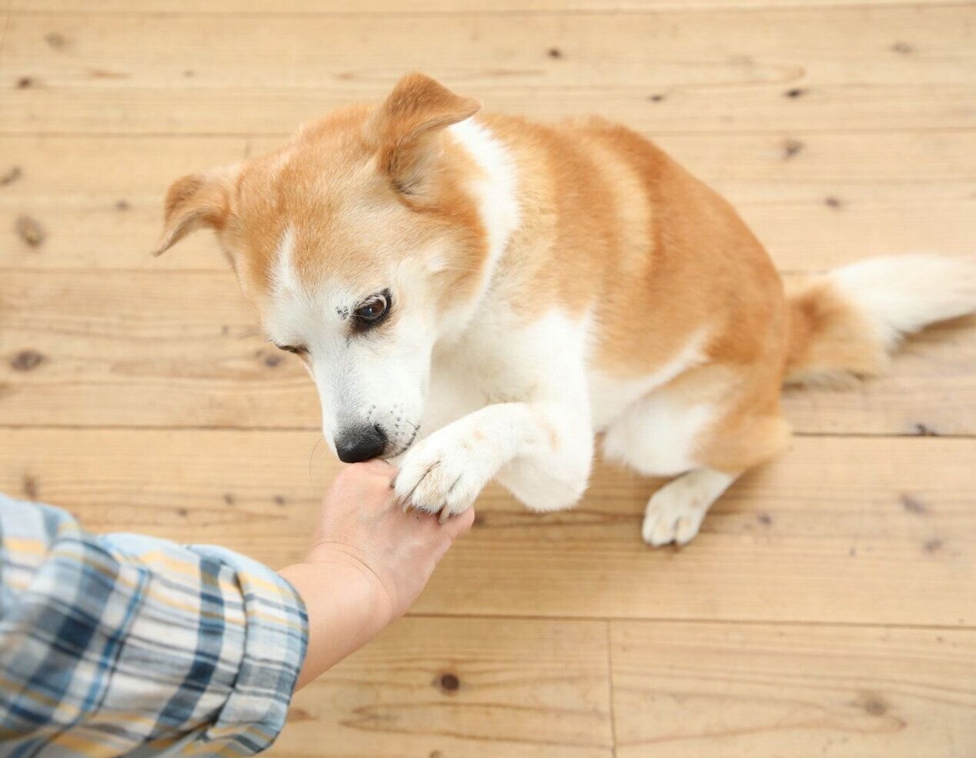 たったそれだけ しつけのプロがしている犬の 吠え 軽減の簡単テク2つ いぬのきもちweb Magazine たったそれだけ しつけのプロがしている犬の 吠え 軽減の簡単テク2つ いぬのきもちweb Magazine