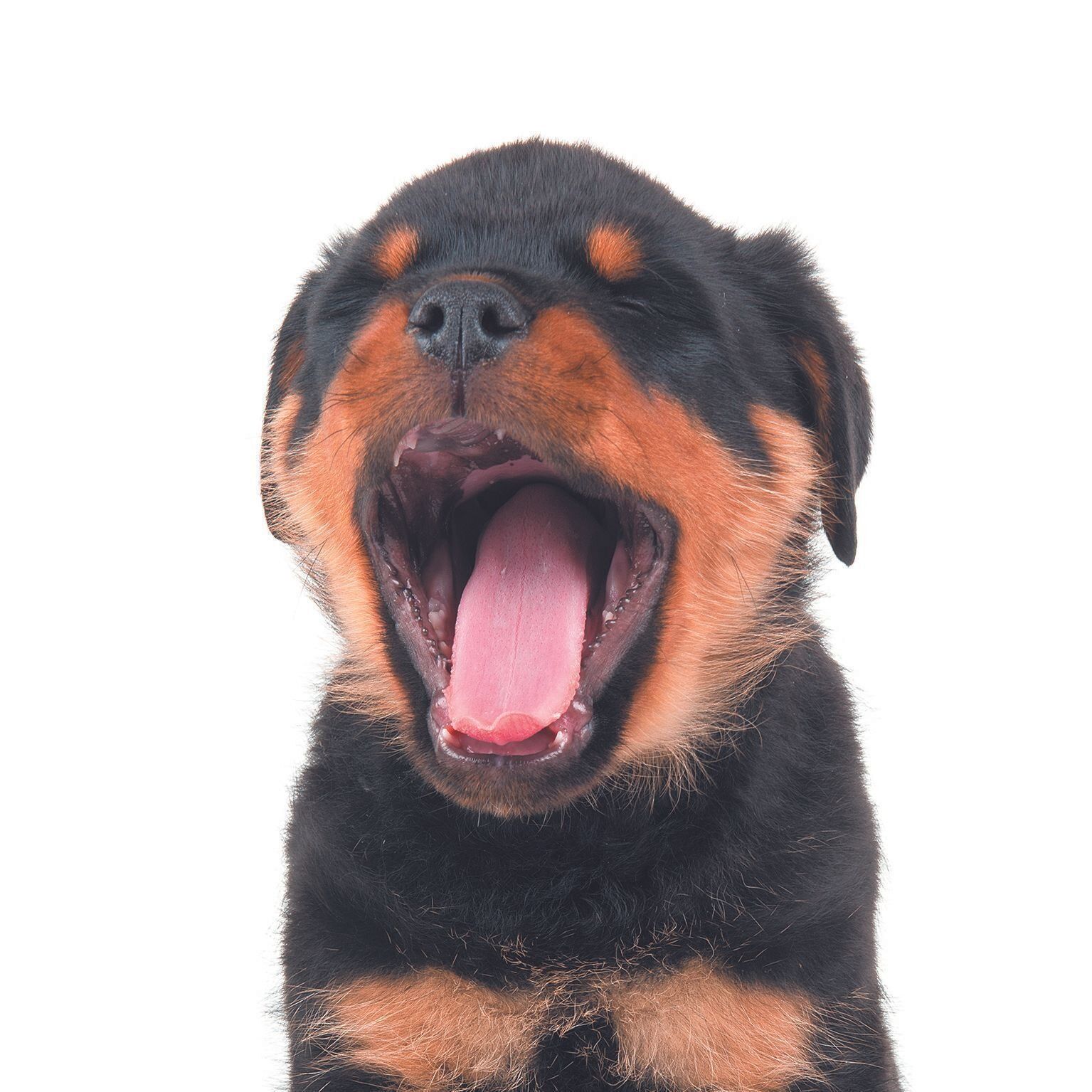 引用元：MirasWonderland/gettyimages