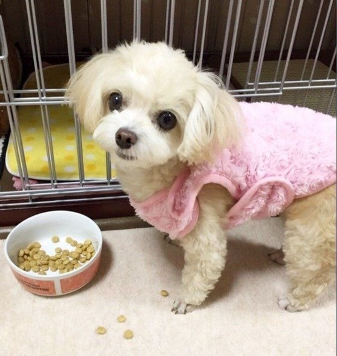 獣医師解説 犬の食物アレルギー対処法や食事管理 おすすめフード いぬのきもちweb Magazine 獣医師解説 犬の食物アレルギー対処法や食事管理 おすすめフード いぬのきもちweb Magazine