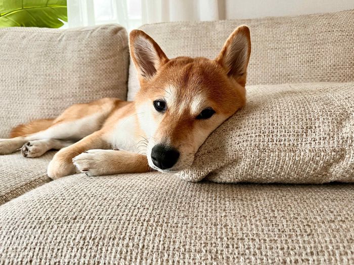 ソファでくつろぐもなかまるちゃん