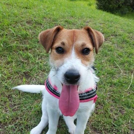 ドッグラン楽しい！