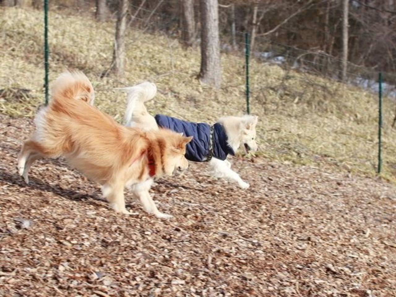 車酔いを克服できるか 穴澤賢の犬のはなし いぬのきもちweb Magazine 車酔いを克服できるか 穴澤賢の犬のはなし いぬのきもちweb Magazine