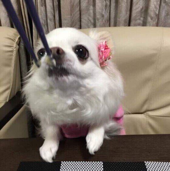 飼い主から納豆をもらって食べているチワワ