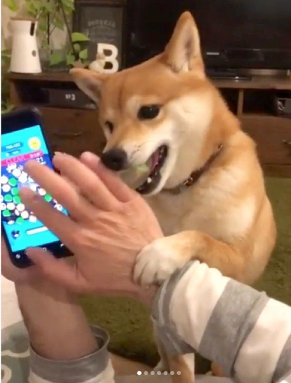 ゲームの邪魔をする豆柴