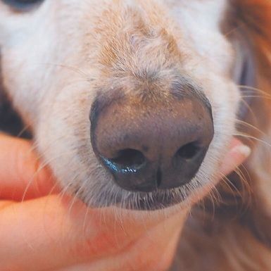 プレシニアのころの鼻