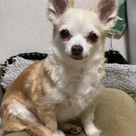 シニア犬がかかりやすいホルモンに関わる病気4つ いぬのきもち