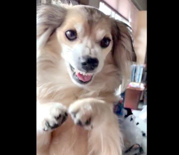 怒った顔をするモコナモドキちゃん