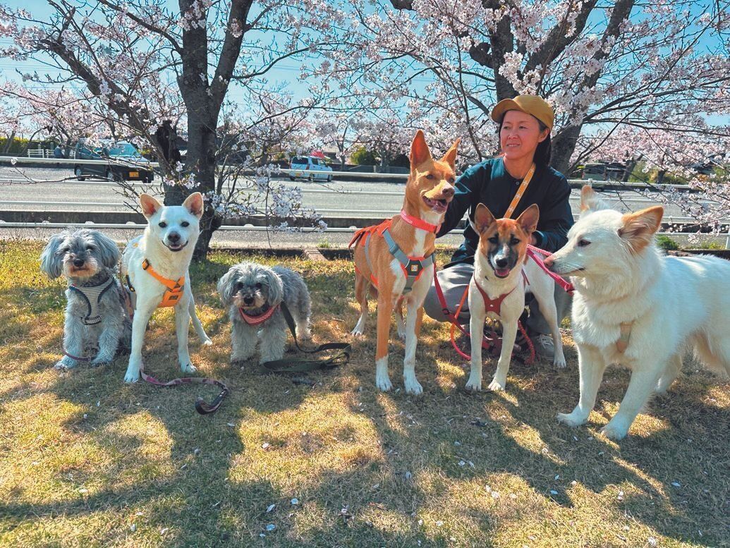 6頭の愛犬と。ミニチュア・シュナウザーの２頭以外は、元保護犬です