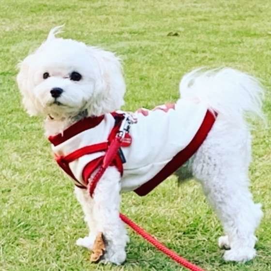 お散歩するマルチーズ