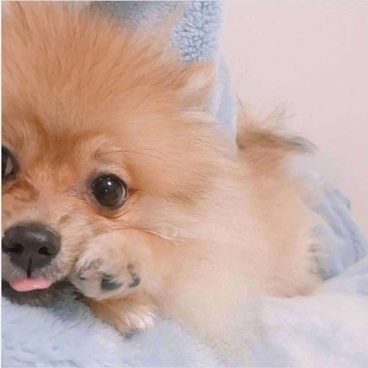 可愛い 舌しまい忘れ犬 たち 舌を出す理由も知ってる いぬのきもちweb Magazine 可愛い 舌しまい忘れ犬 たち 舌を出す理由も知ってる いぬのきもちweb Magazine