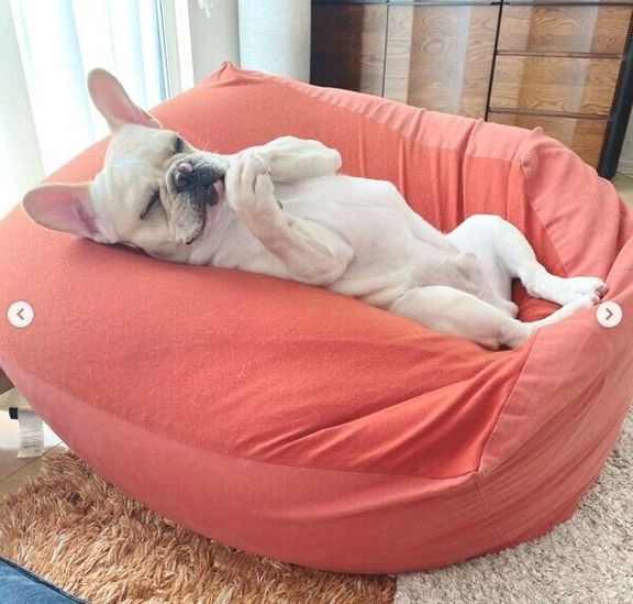 「人をダメにするソファ」で眠るみたらしくん