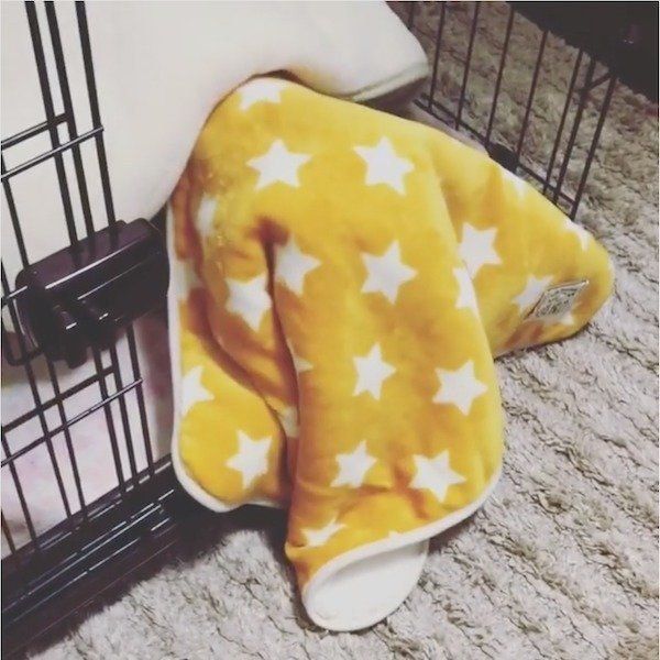 ブランケットをかぶって歩くチワワ