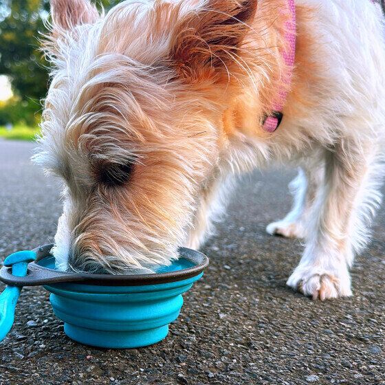 ジャック・ラッセル・テリアのしぃたけくん