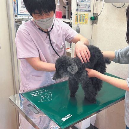 週２回の検診時、10年以上アイちゃんを診てくれている先生は、数値だけにとらわれず、そのときの状態を的確に判断します