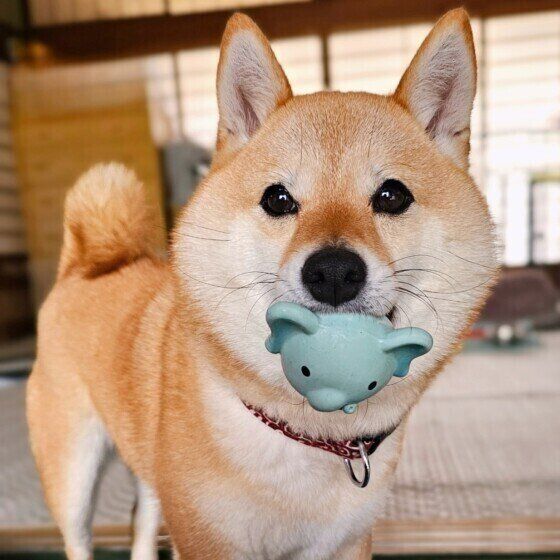 おもちゃをくわえる柴犬