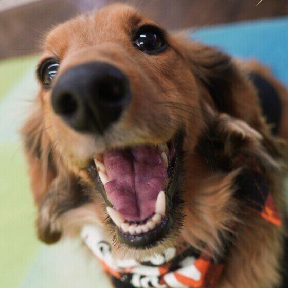 犬のネギ中毒に注意！ 犬にネギや玉ねぎなどの「ネギ類」を与えてはダメな理由とは いぬのきもち