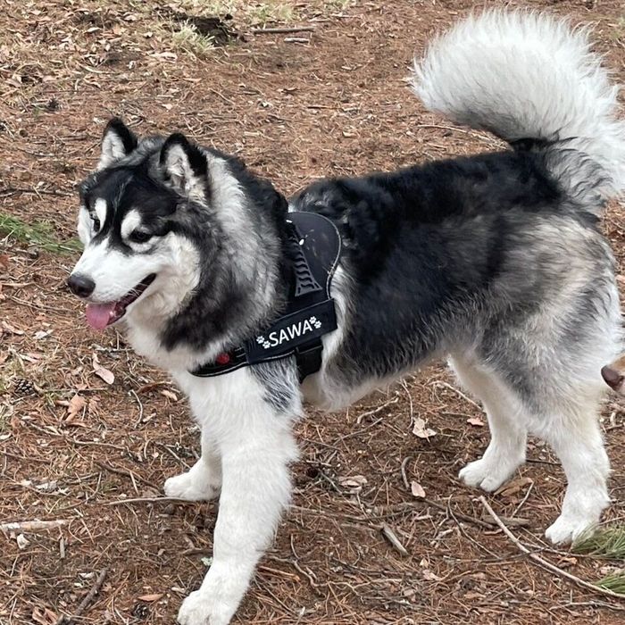 ドッグランで遊ぶ爽くん